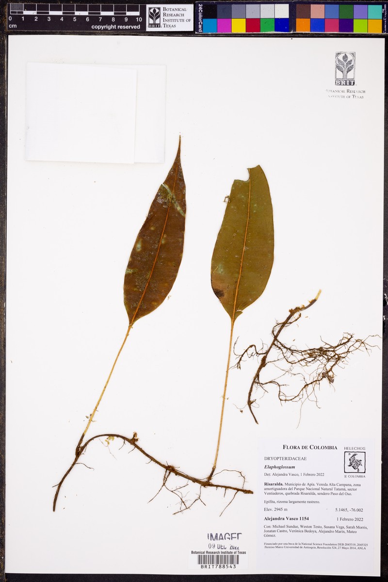 Elaphoglossum urophyllum photo 2