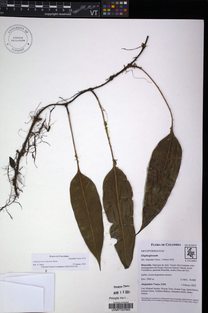 Elaphoglossum urophyllum photo 3