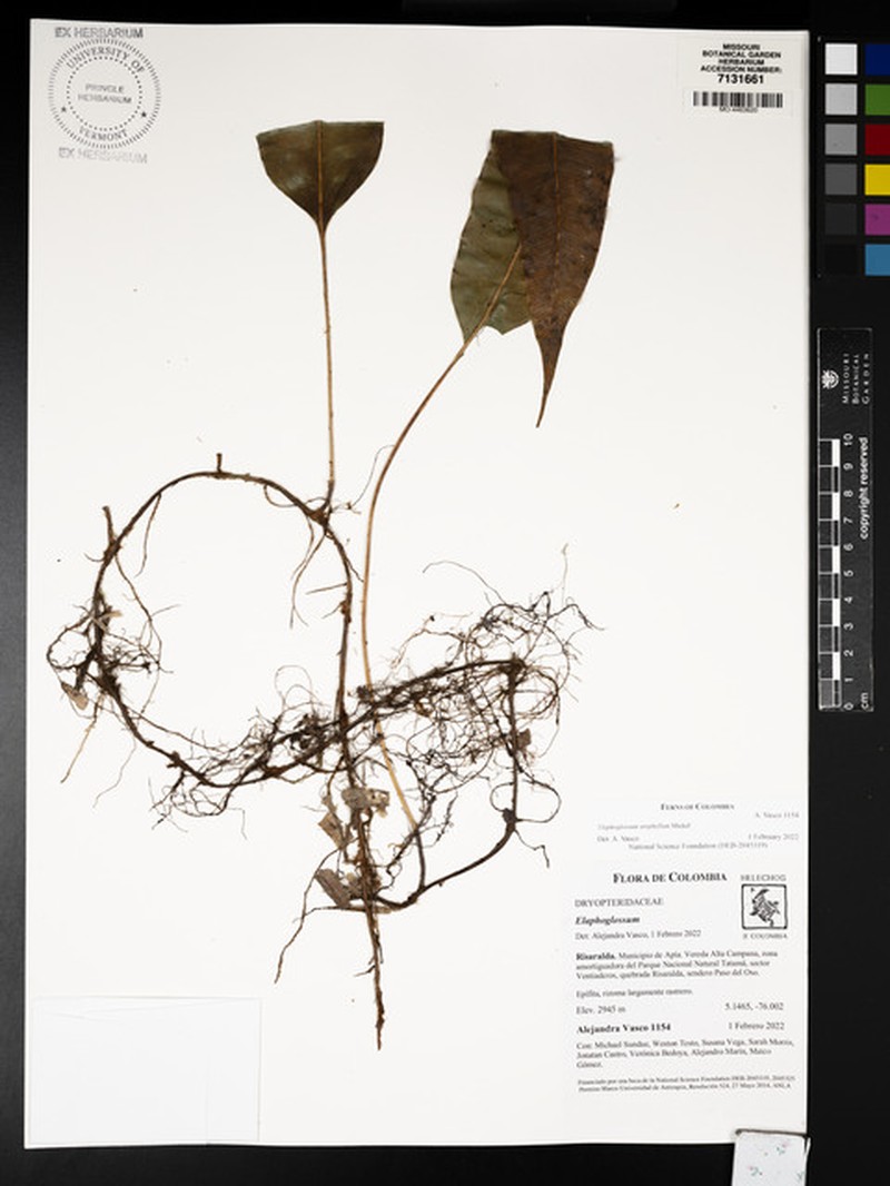 Elaphoglossum urophyllum photo 4