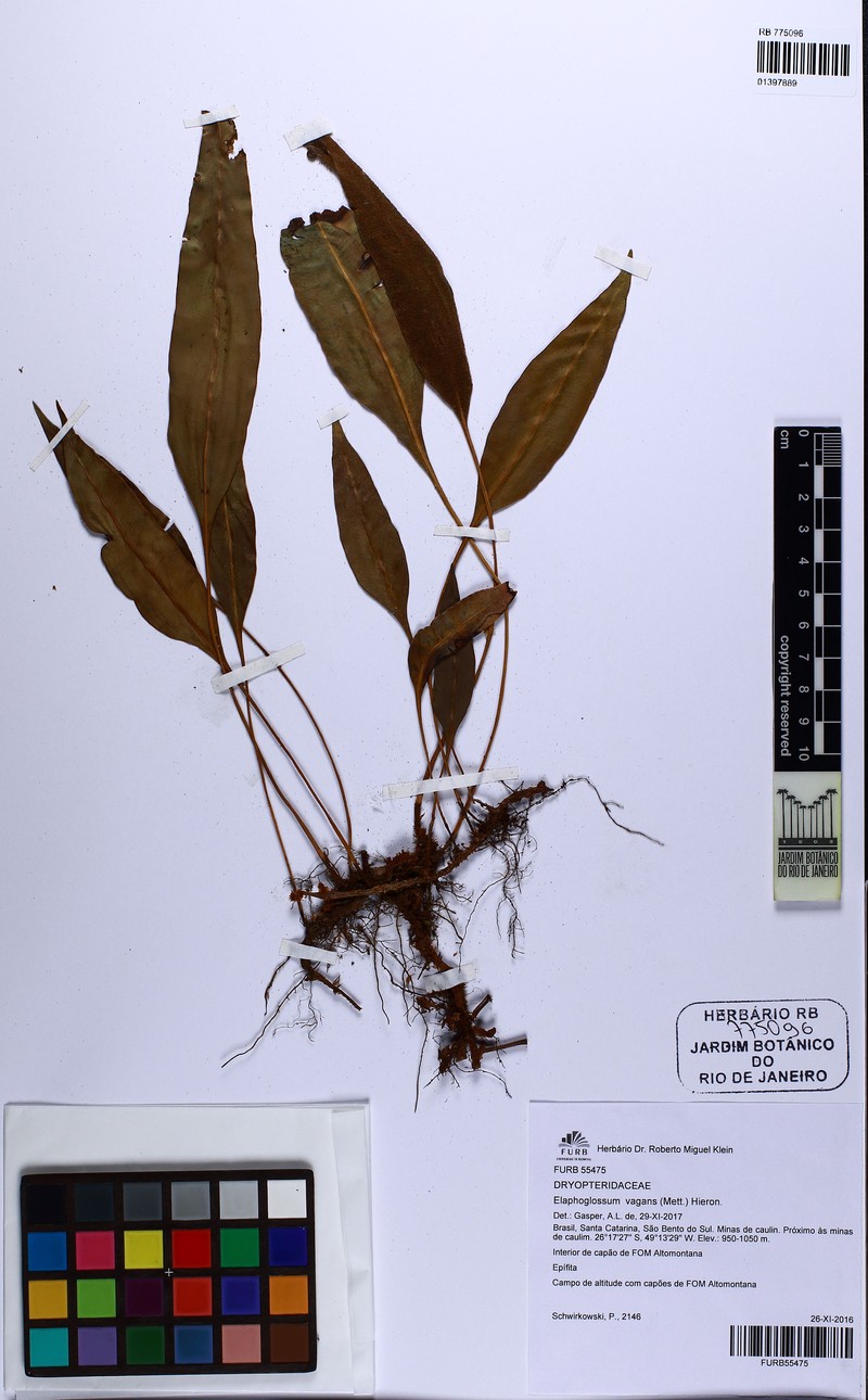 Elaphoglossum vagans