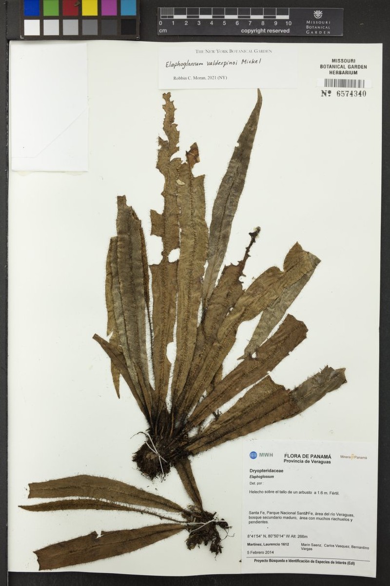 Elaphoglossum valdespinoi