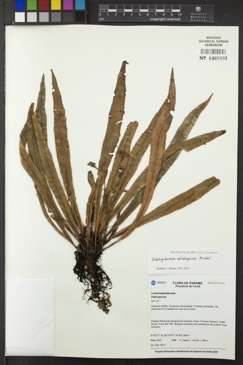 Elaphoglossum valdespinoi photo 2