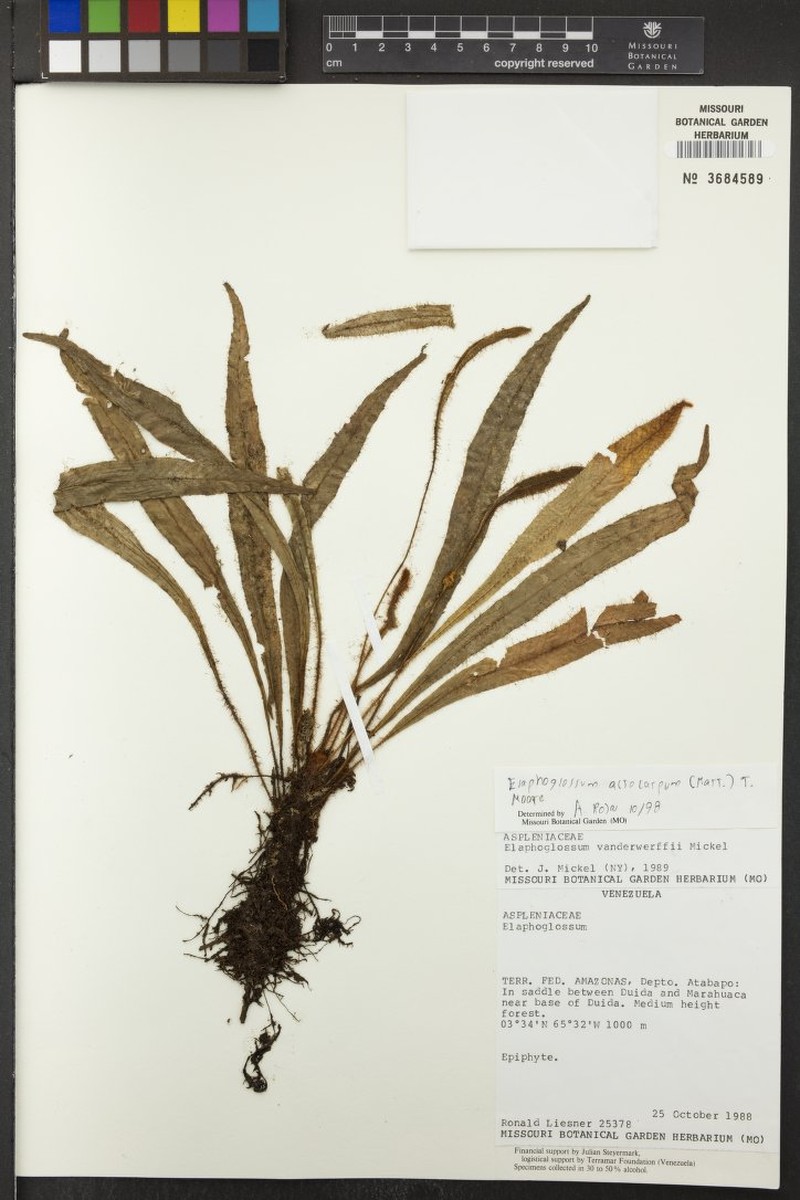 Elaphoglossum vanderwerffii photo 2