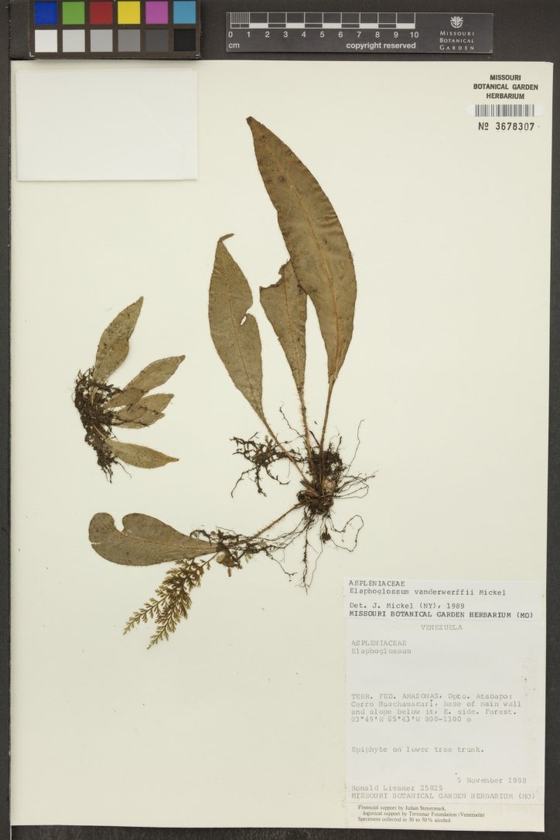 Elaphoglossum vanderwerffii photo 3