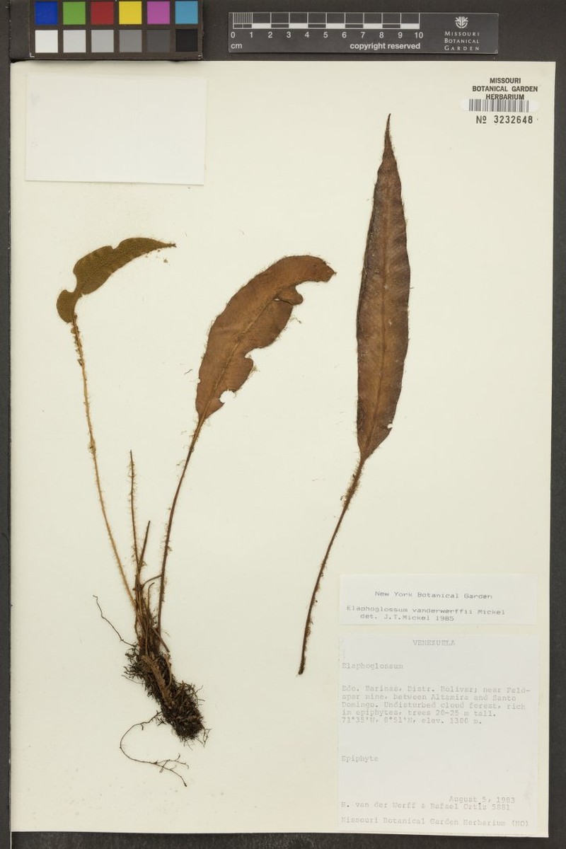 Elaphoglossum vanderwerffii photo 4