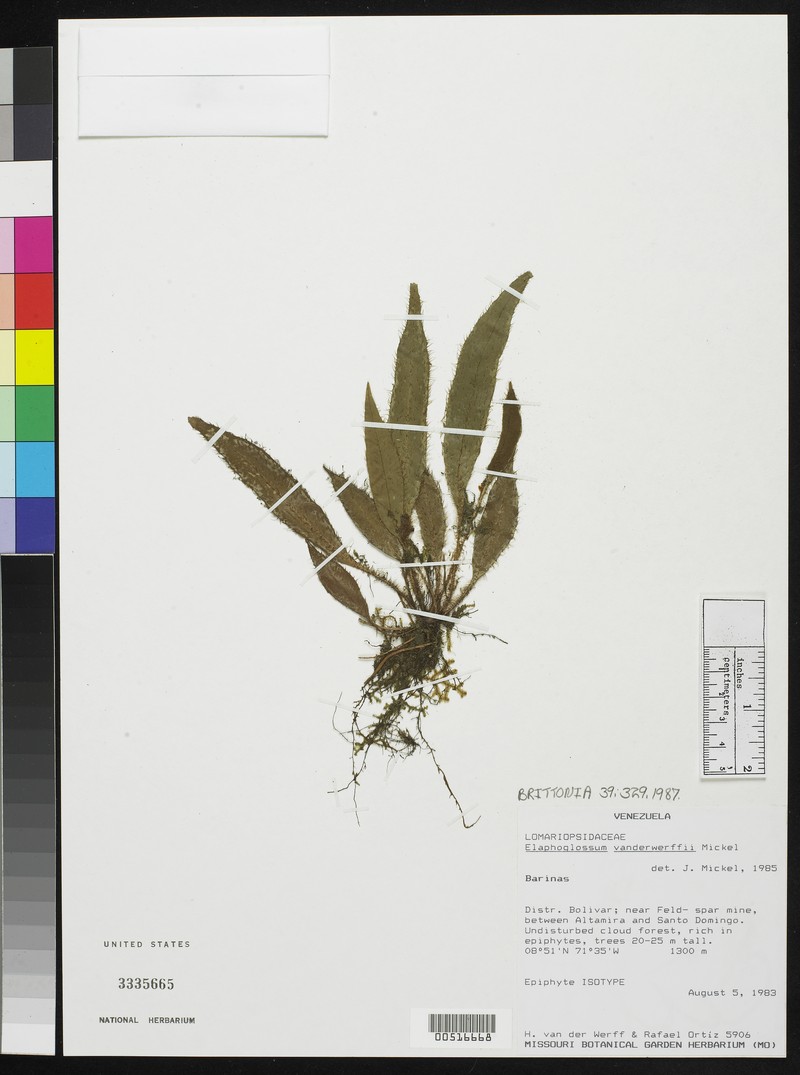 Elaphoglossum vanderwerffii