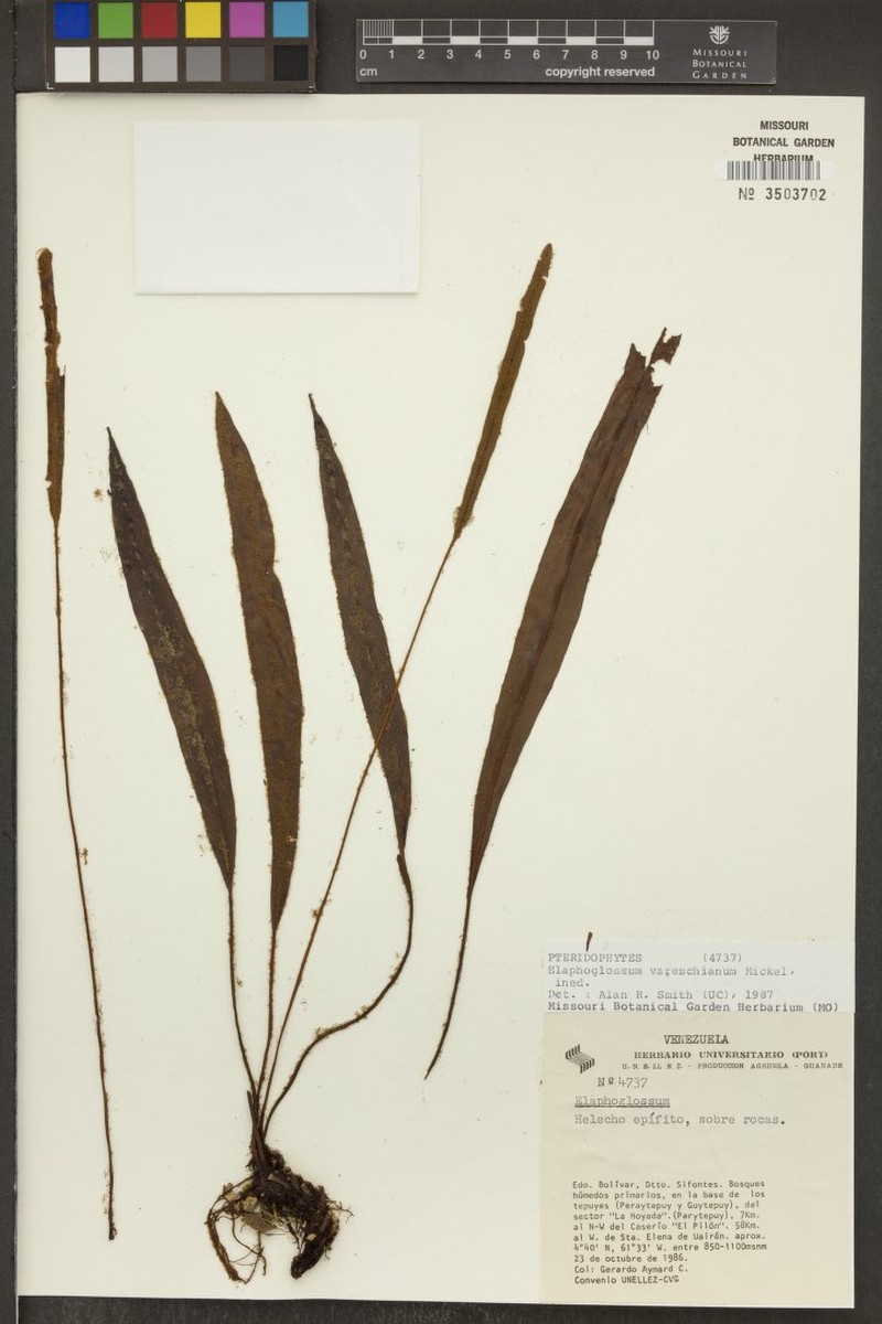 Elaphoglossum vareschianum