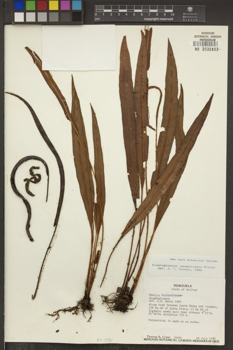 Elaphoglossum vareschianum photo 2