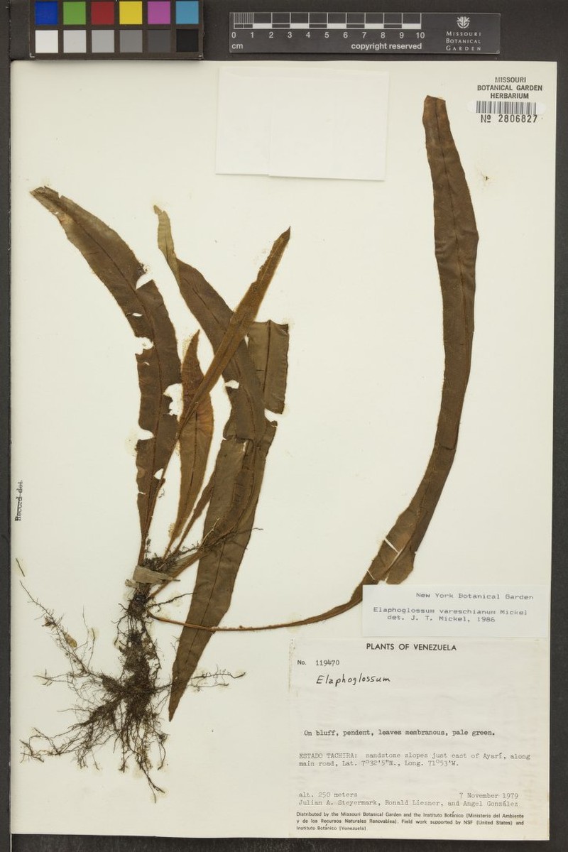 Elaphoglossum vareschianum photo 3