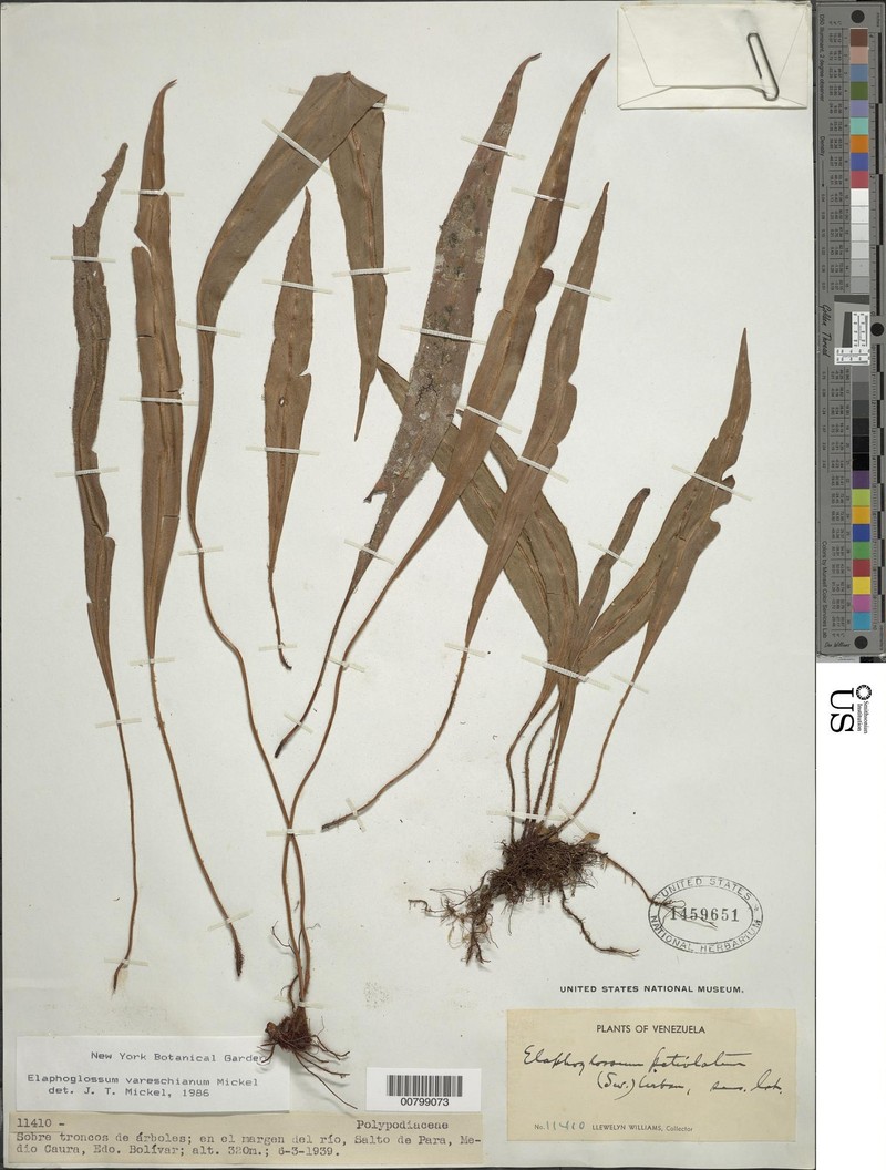 Elaphoglossum vareschianum photo 4