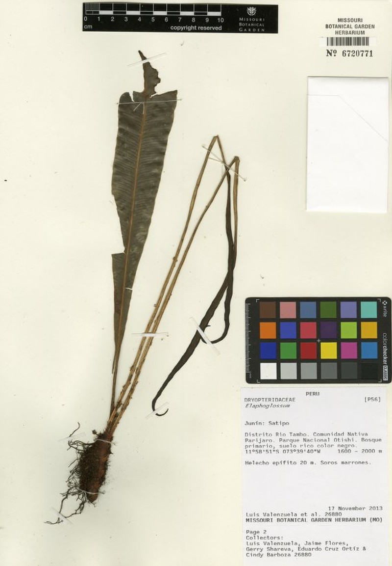 Elaphoglossum vascoae