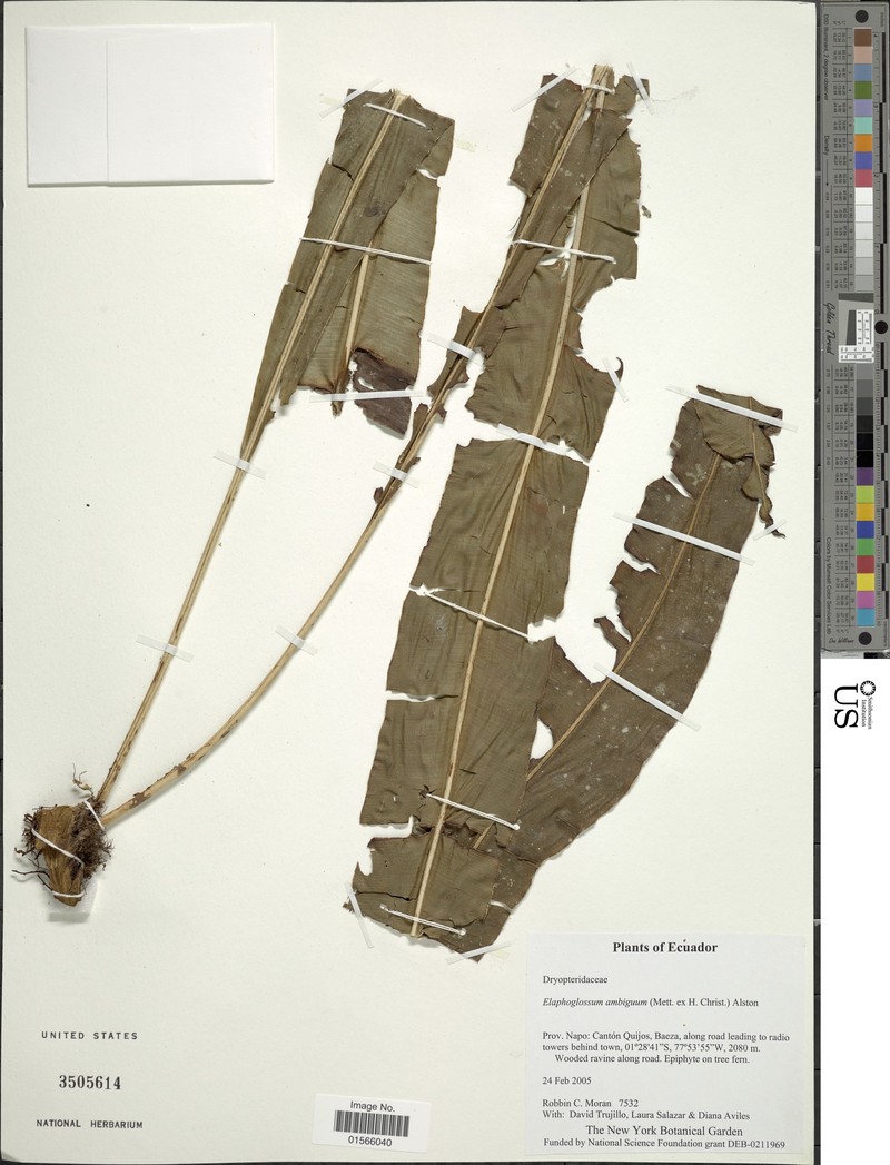 Elaphoglossum vascoae photo 2