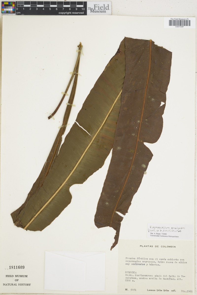 Elaphoglossum vascoae photo 3