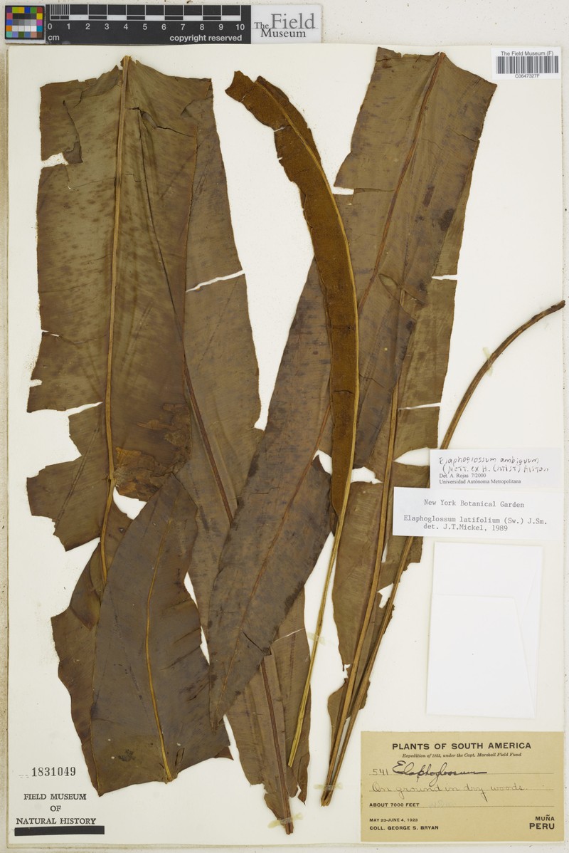 Elaphoglossum vascoae photo 4
