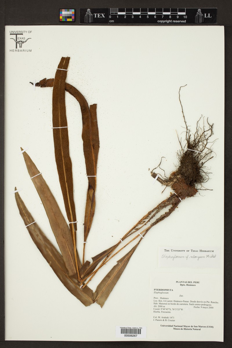 Elaphoglossum velongum