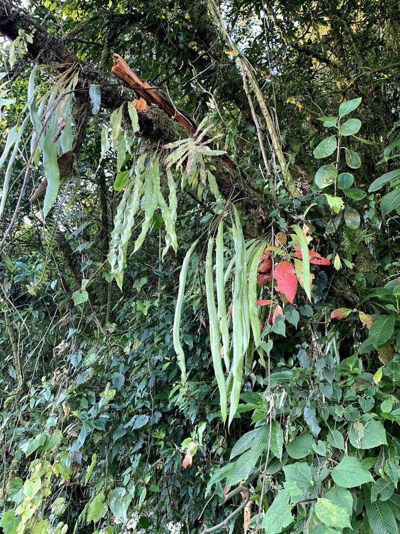 Elaphoglossum vestitum photo 2