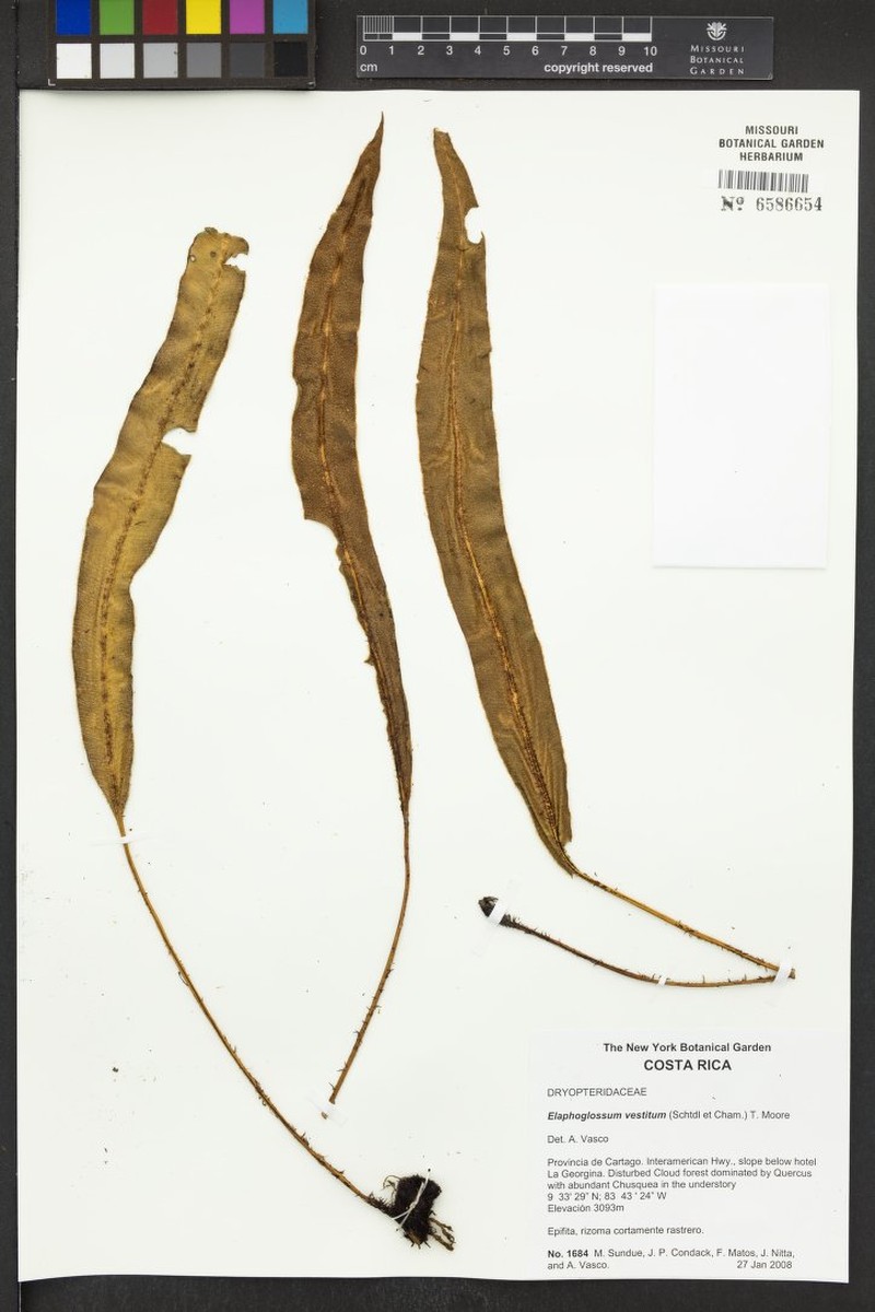 Elaphoglossum vestitum photo 3