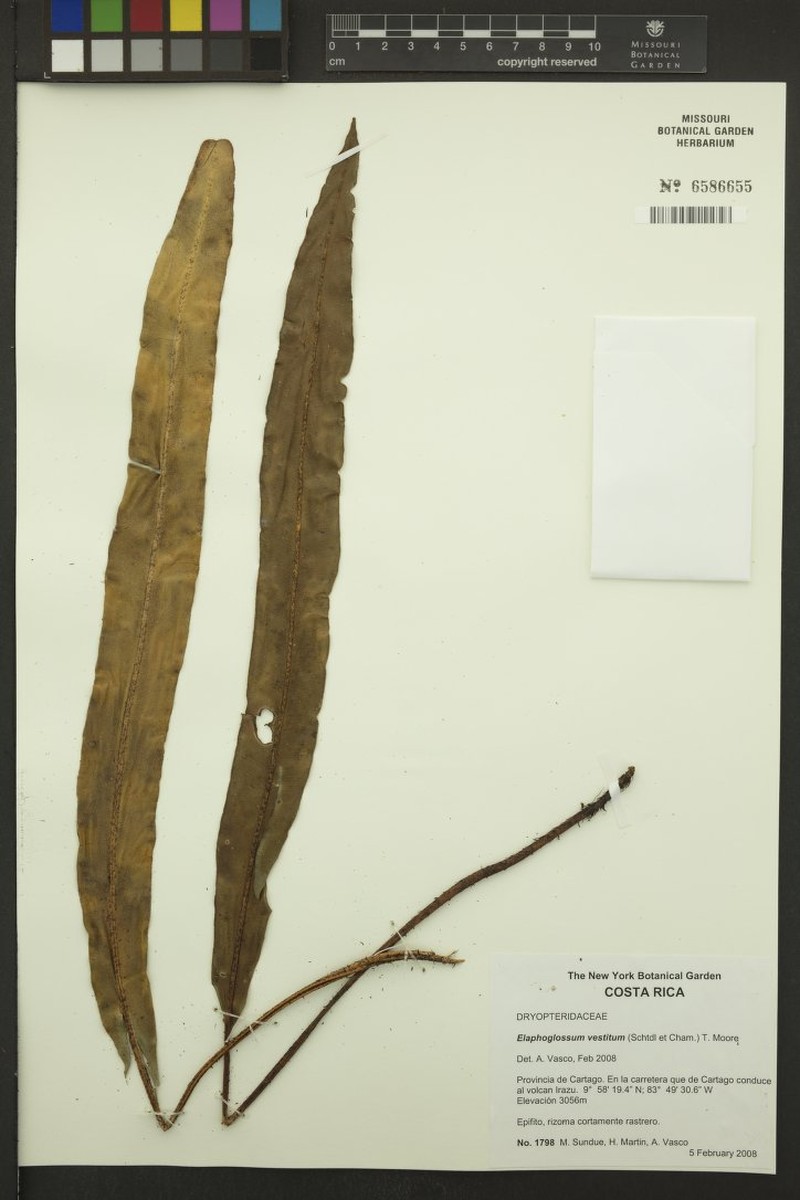 Elaphoglossum vestitum photo 4
