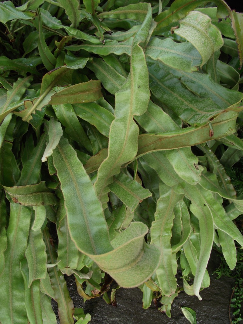 Elaphoglossum vestitum