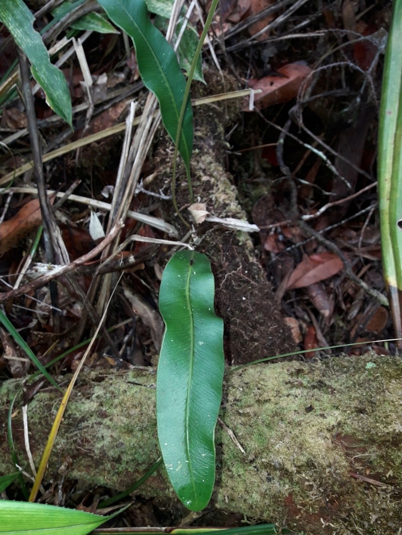 Elaphoglossum vieillardii