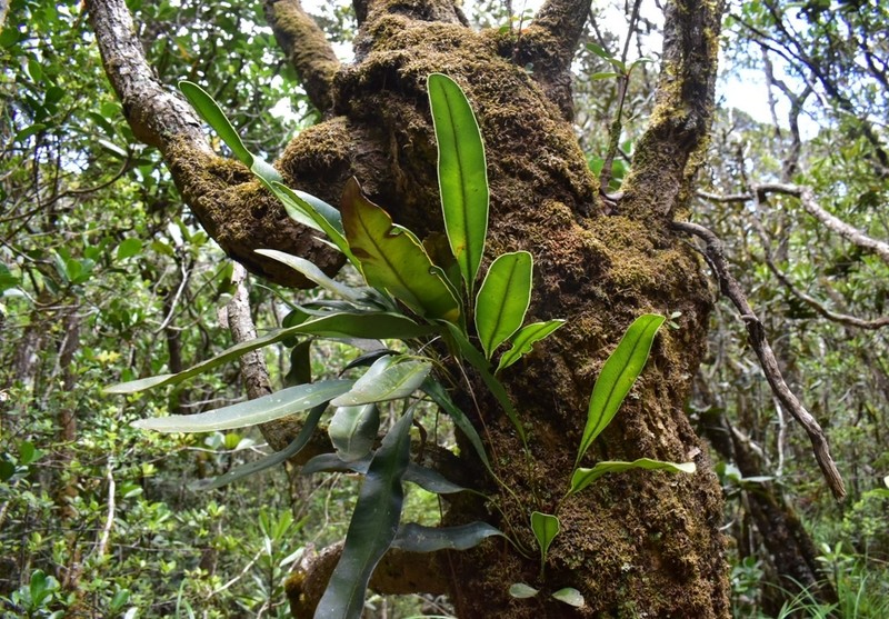 Elaphoglossum vieillardii photo 2