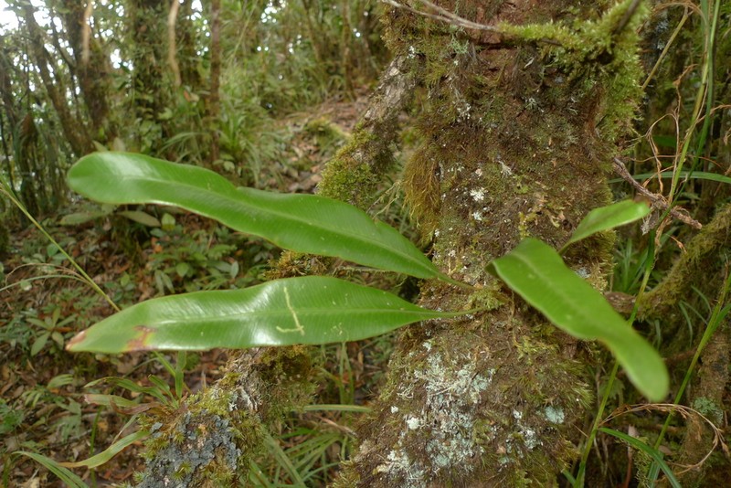 Elaphoglossum vieillardii photo 3