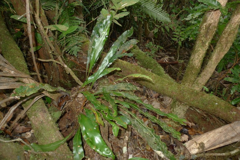Elaphoglossum vieillardii photo 4