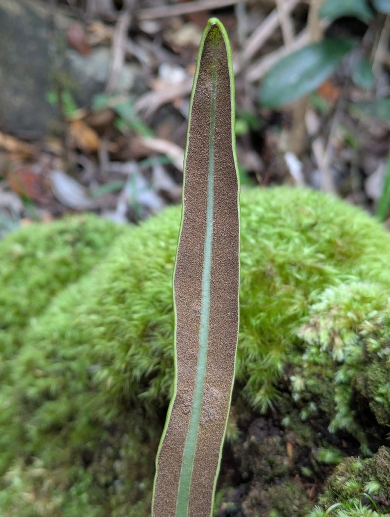 Elaphoglossum vieillardii photo 5