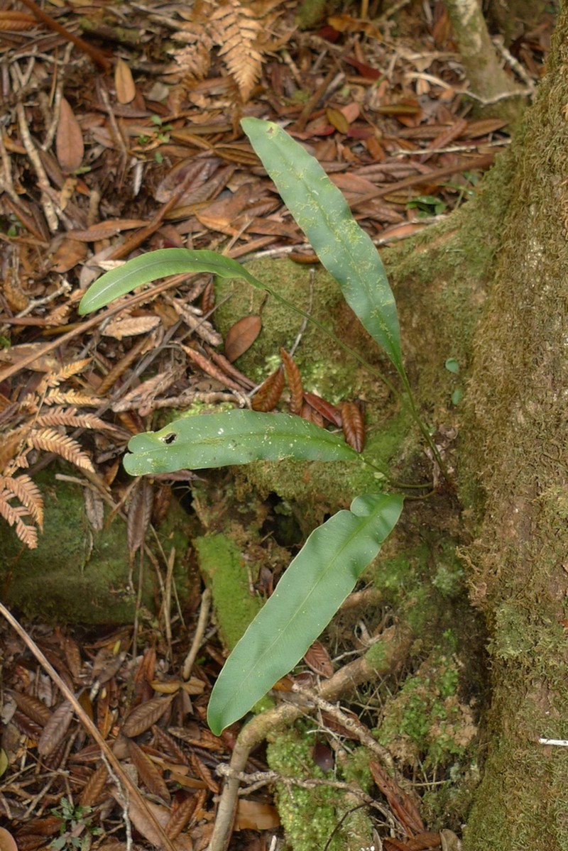Elaphoglossum vieillardii photo 7