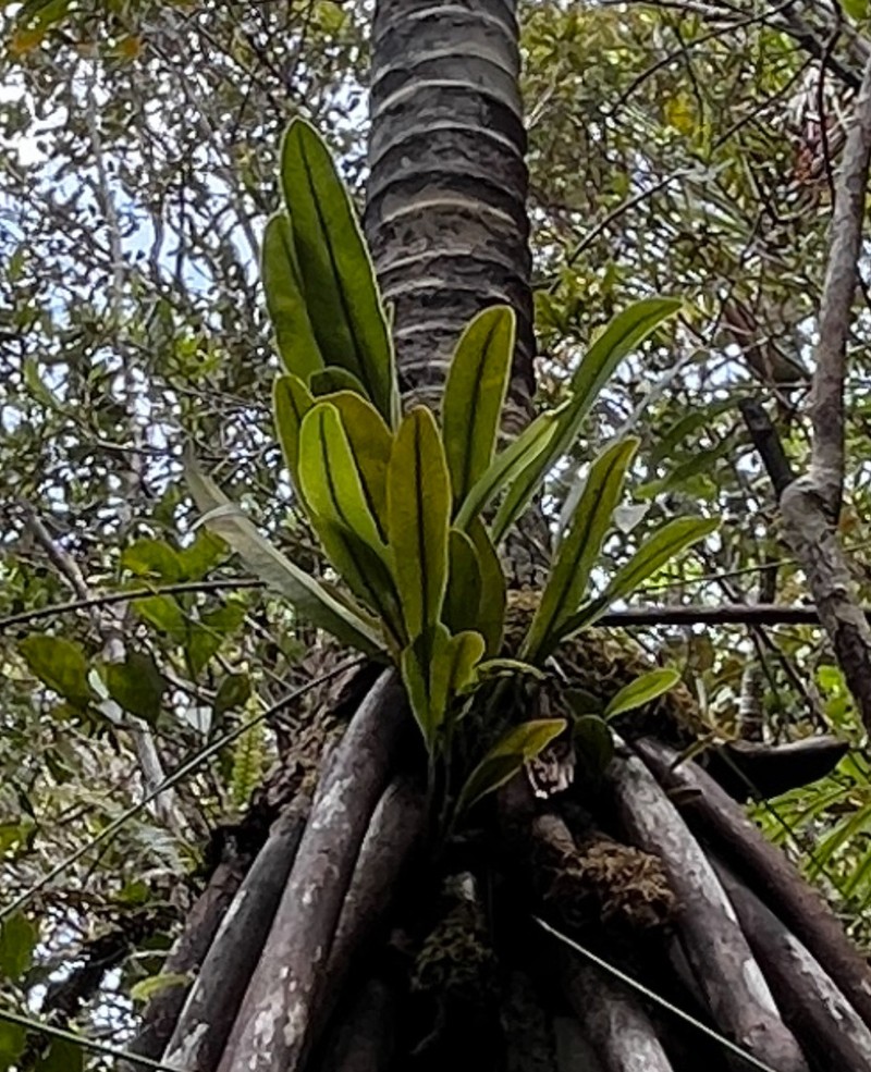 Elaphoglossum vieillardii photo 8