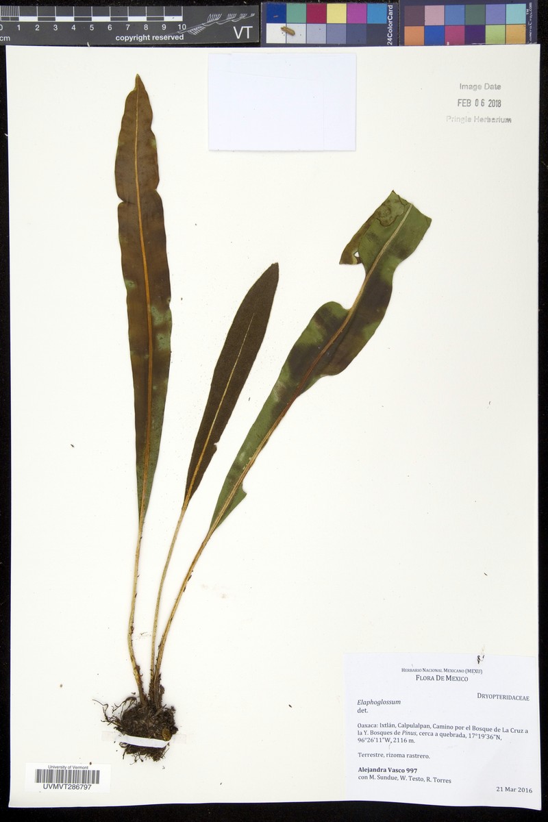 Elaphoglossum viride