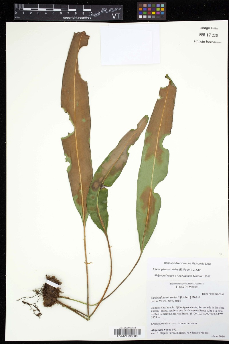 Elaphoglossum viride photo 2