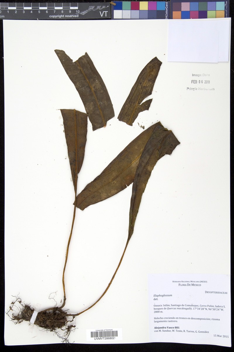 Elaphoglossum viride photo 3