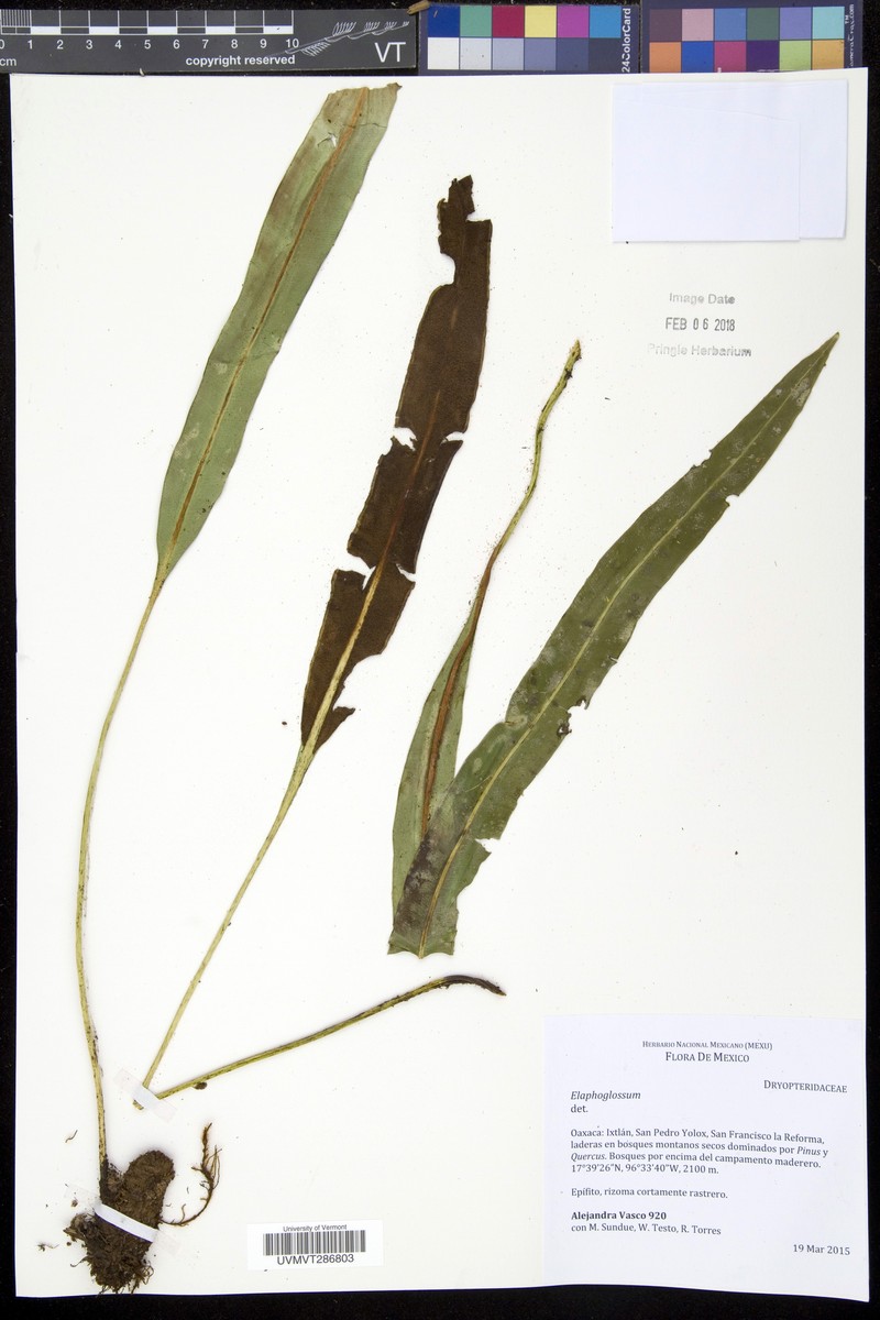 Elaphoglossum viride photo 4