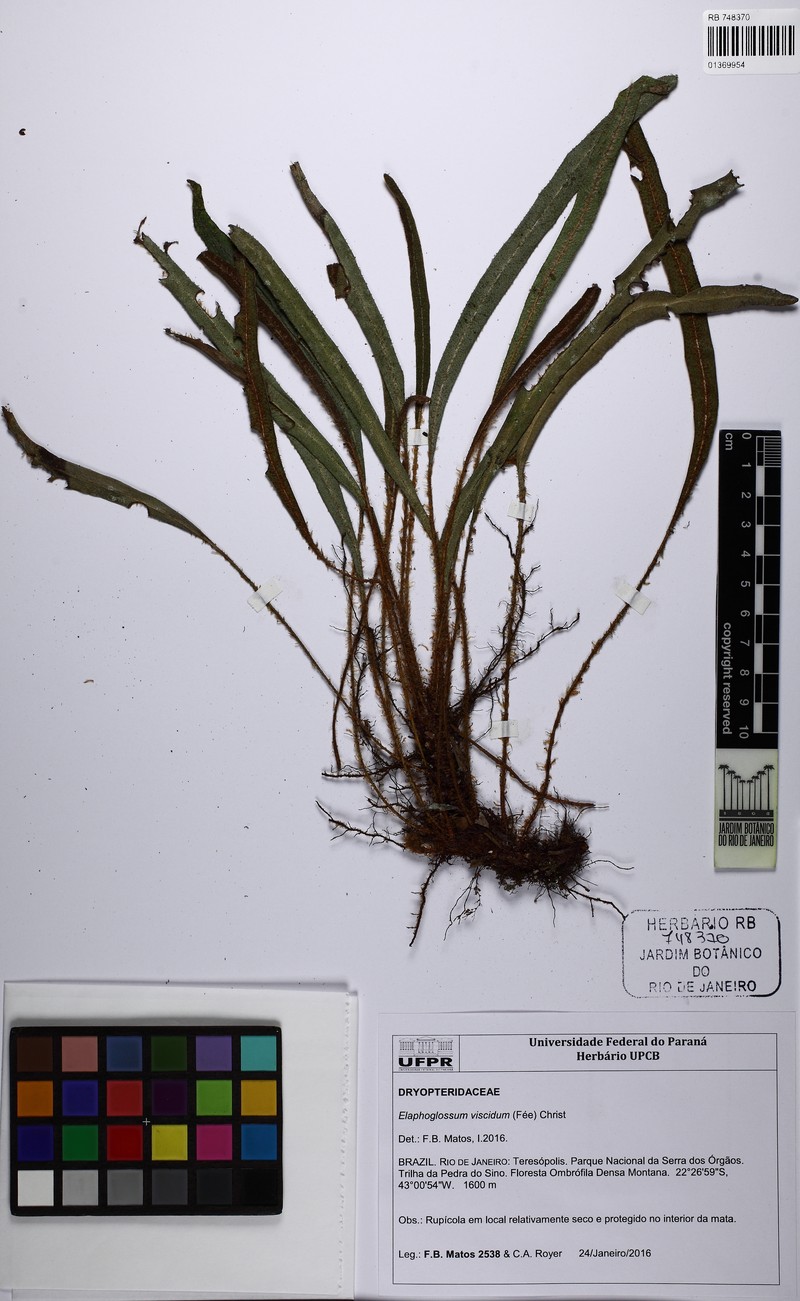 Elaphoglossum viscidum