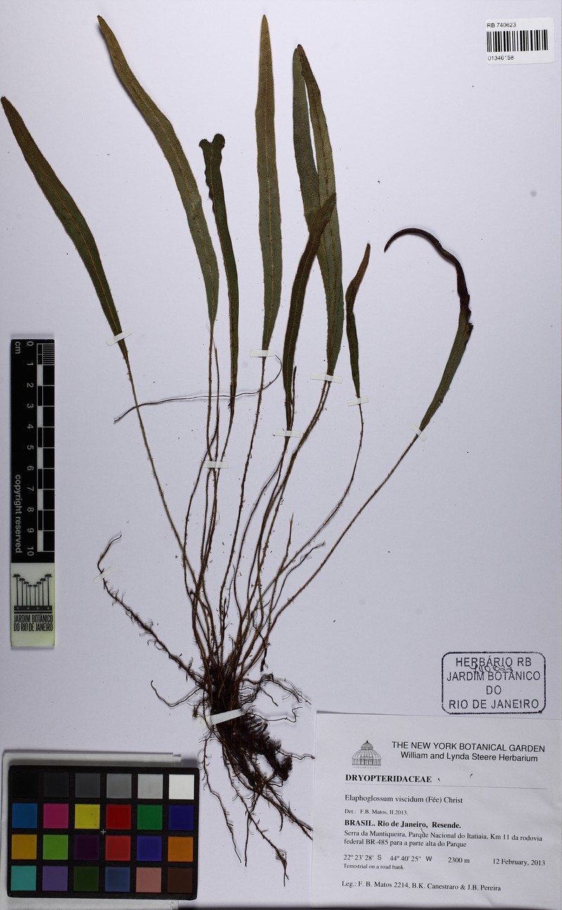 Elaphoglossum viscidum photo 2