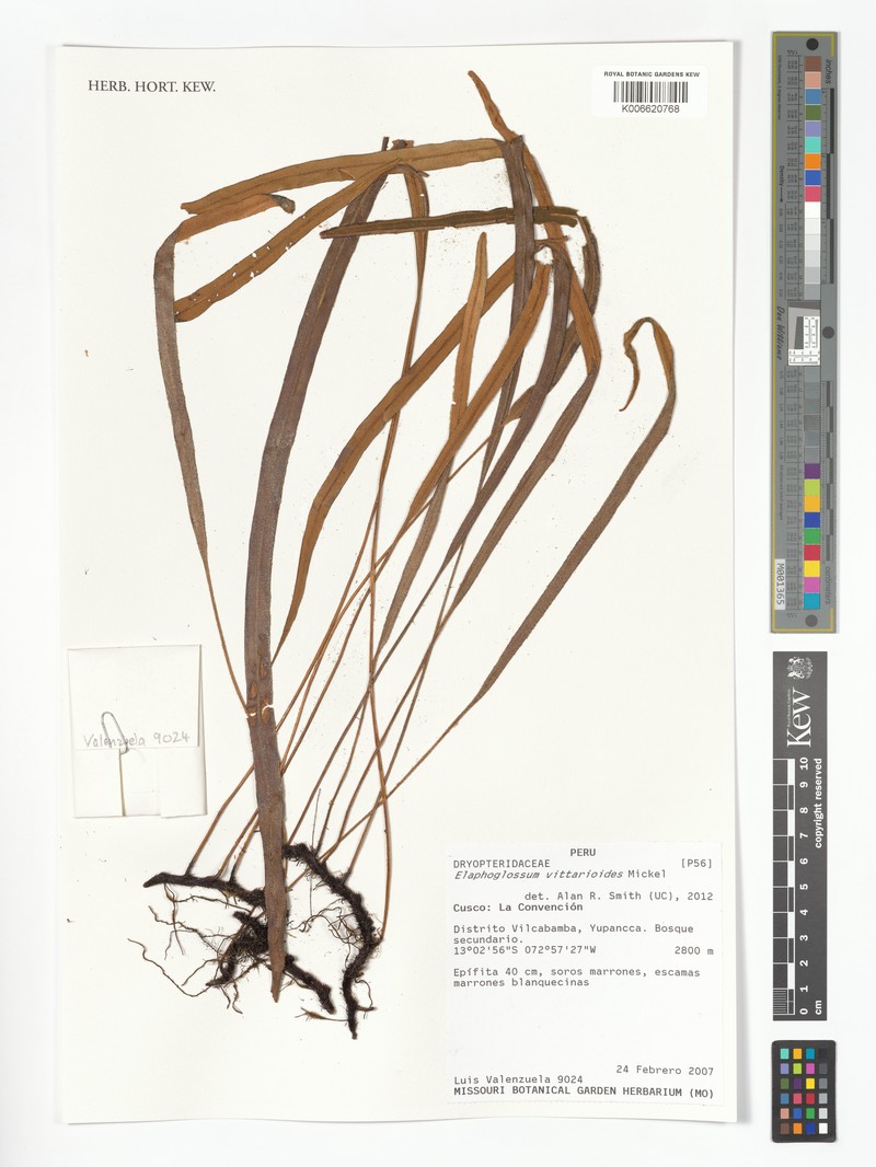 Elaphoglossum vittarioides