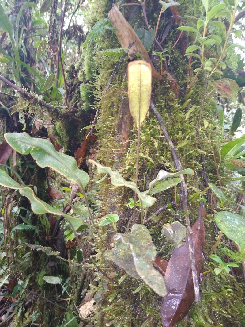 Elaphoglossum vulcanicum