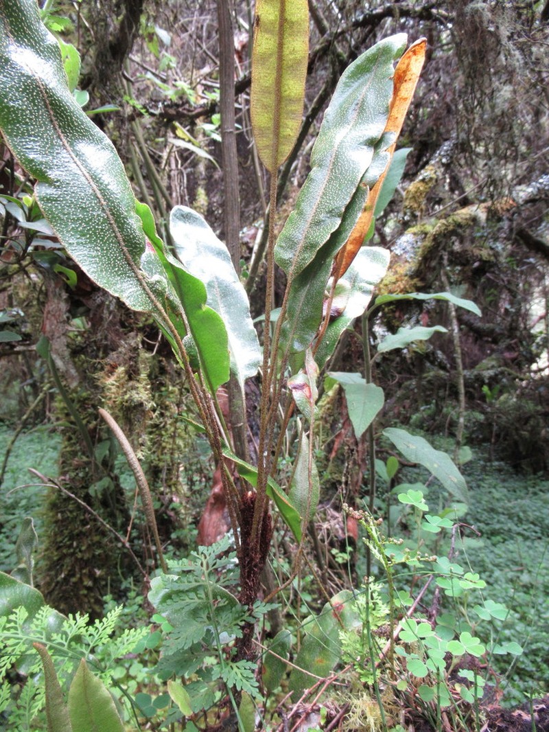 Elaphoglossum vulcanicum photo 2