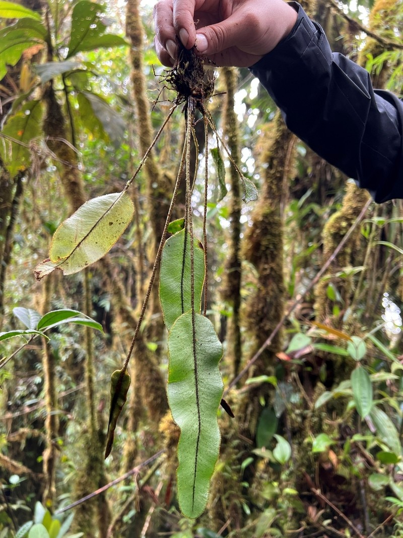 Elaphoglossum vulcanicum photo 3