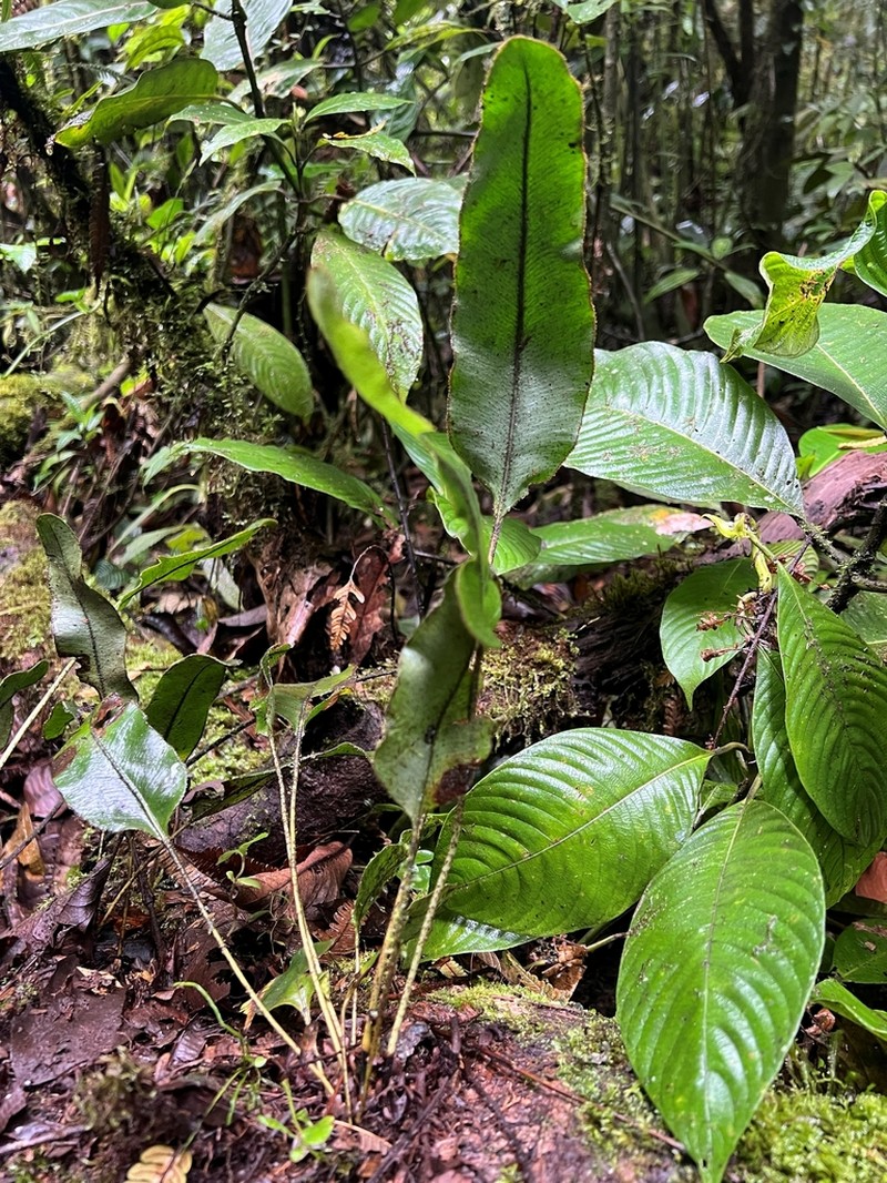 Elaphoglossum vulcanicum photo 4