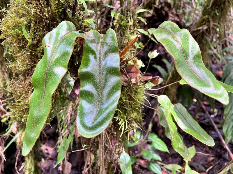 Elaphoglossum vulcanicum photo 5