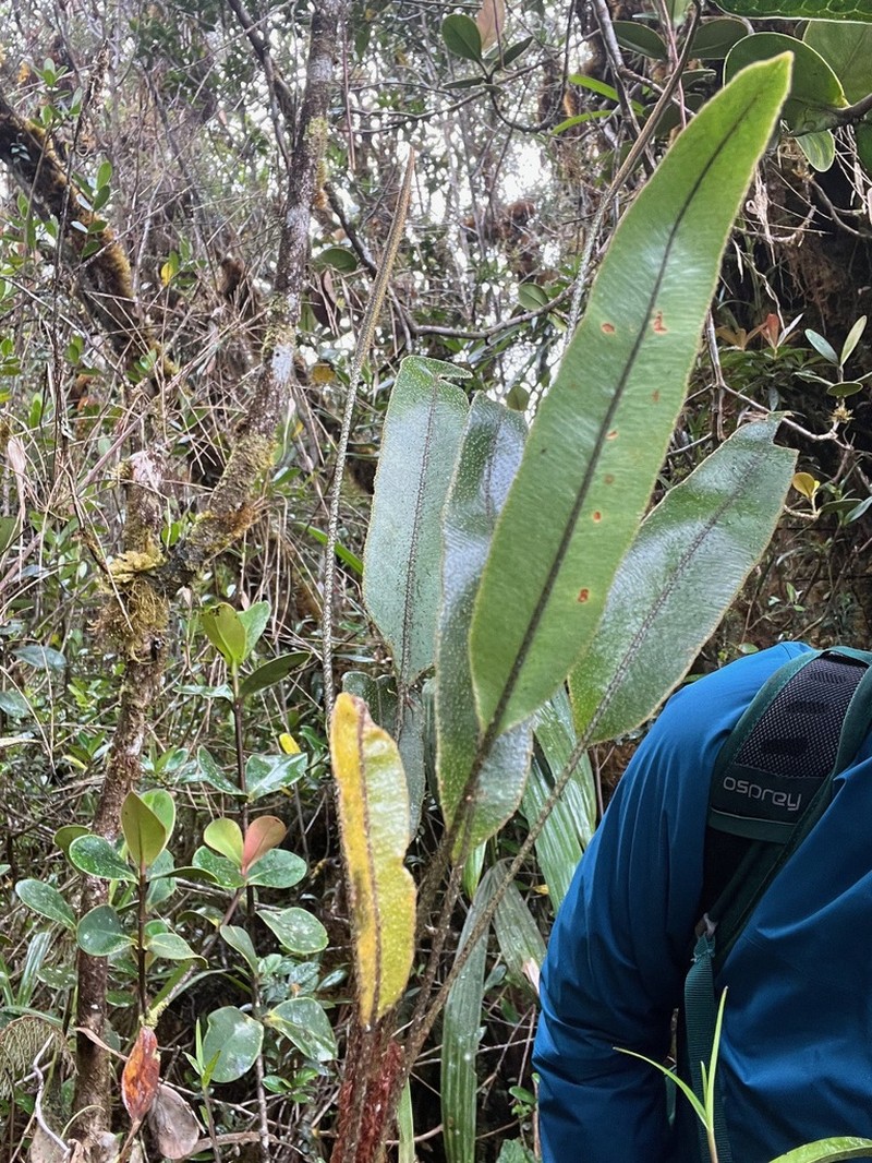 Elaphoglossum vulcanicum photo 6