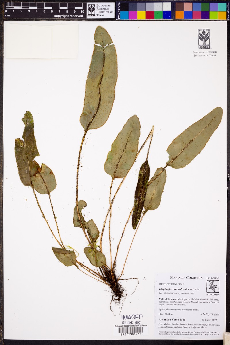 Elaphoglossum vulcanicum photo 7
