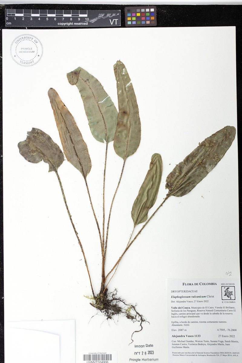 Elaphoglossum vulcanicum photo 8