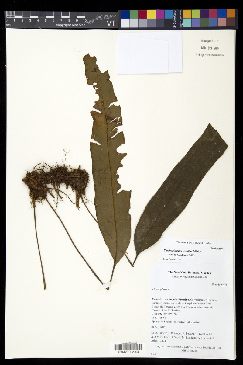 Elaphoglossum wardiae