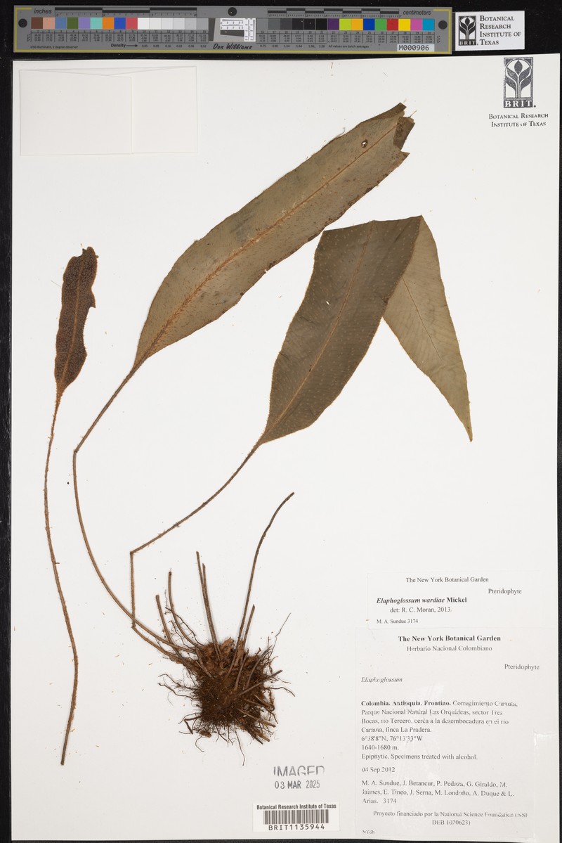 Elaphoglossum wardiae photo 2