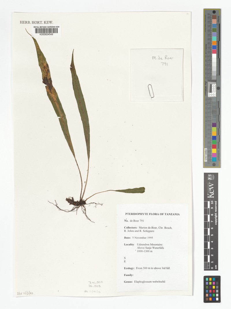 Elaphoglossum welwitschii