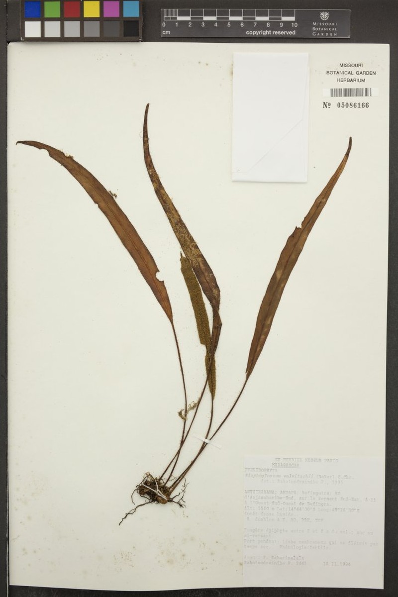 Elaphoglossum welwitschii photo 2