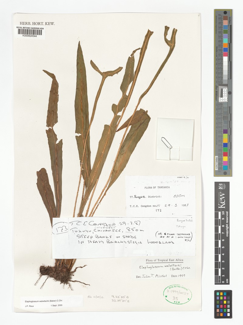 Elaphoglossum welwitschii photo 3